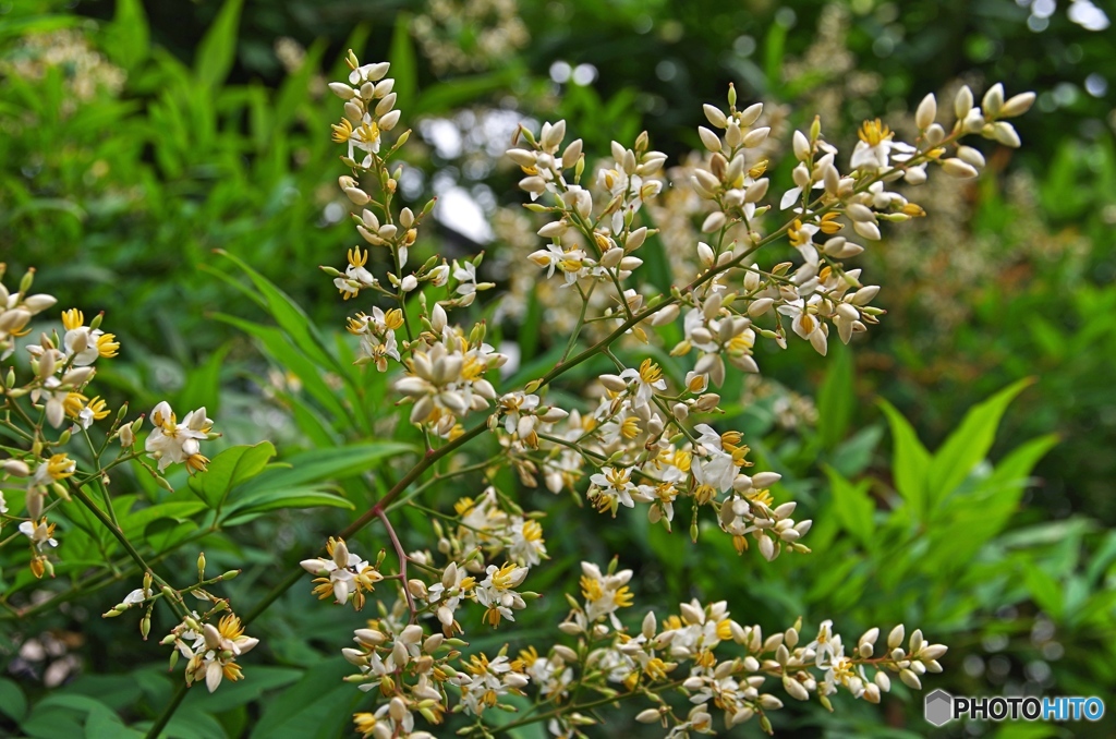 庭の花