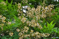 庭の花