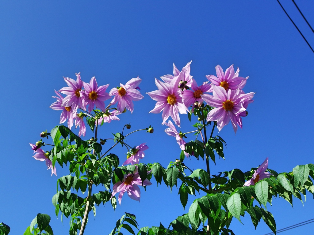 公園の花