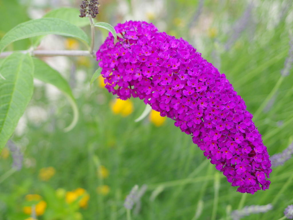 熱海　親水公園の花