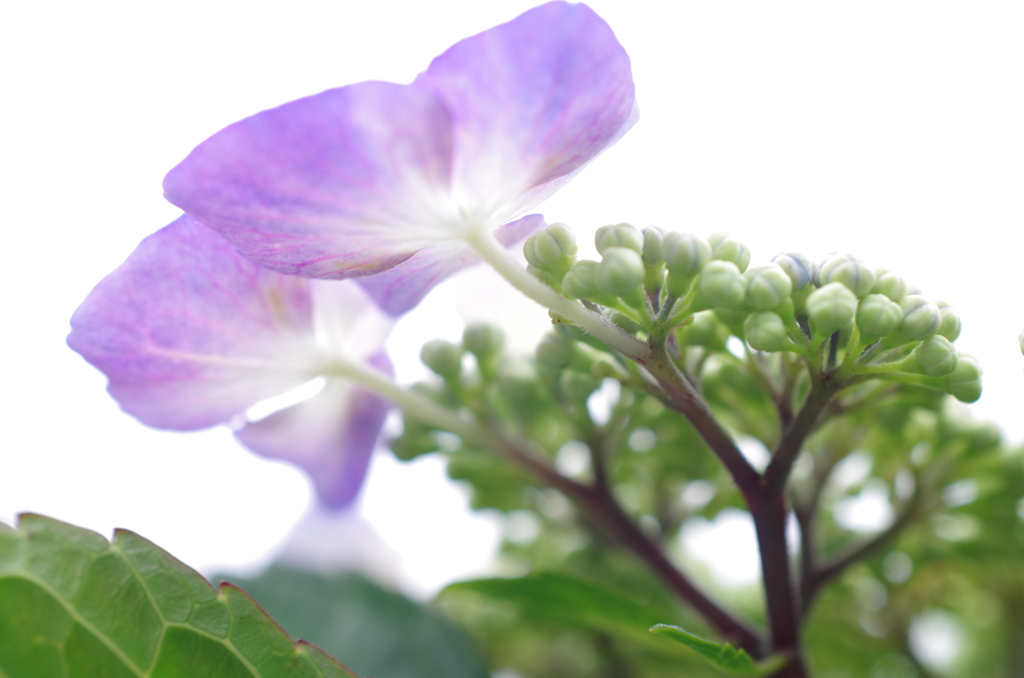庭の紫陽花