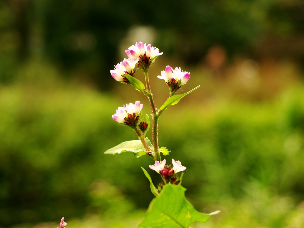 泉の森