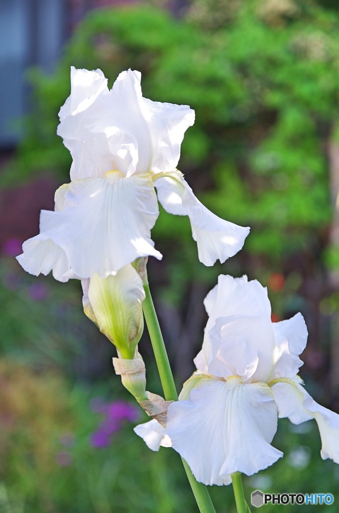 庭のジーマンアイリス