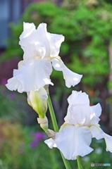 庭のジーマンアイリス