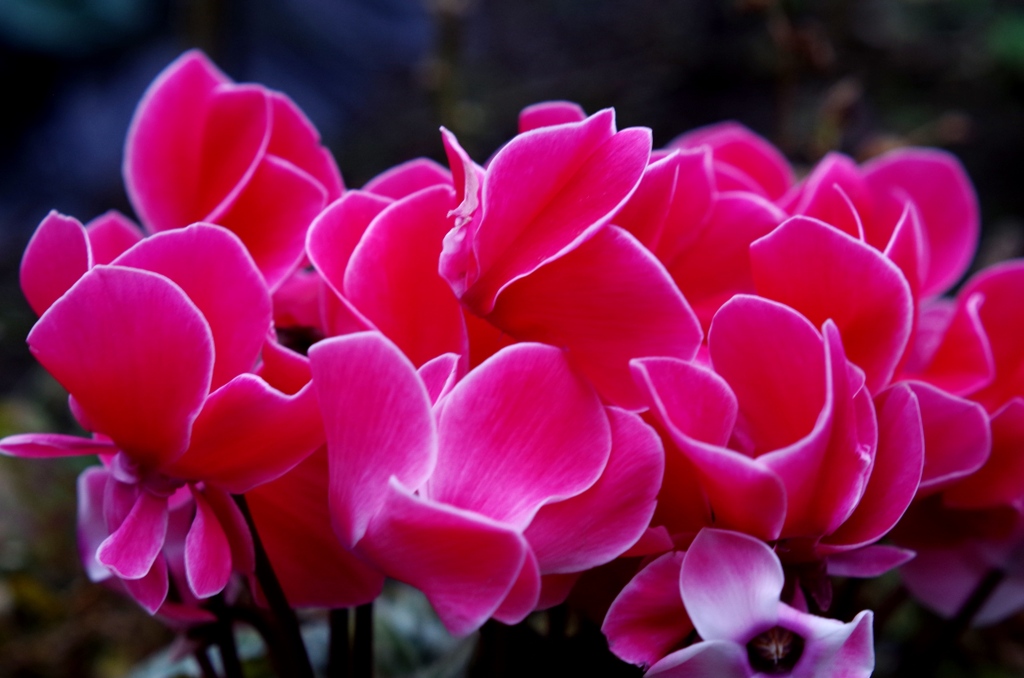 庭の花
