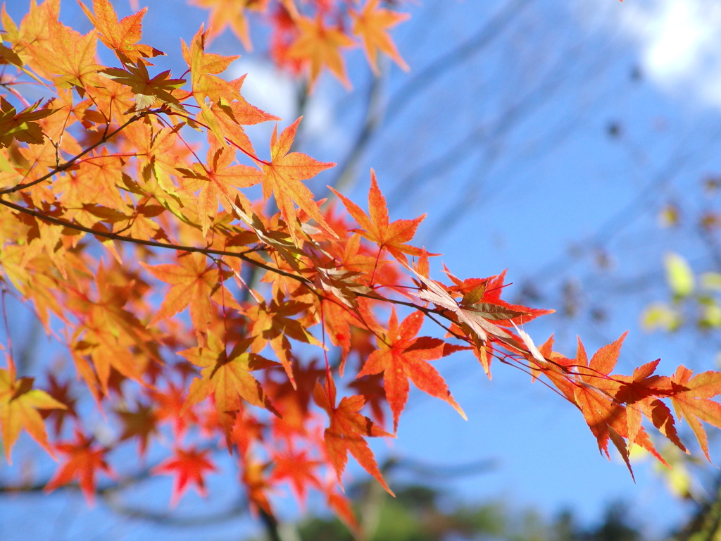 紅葉