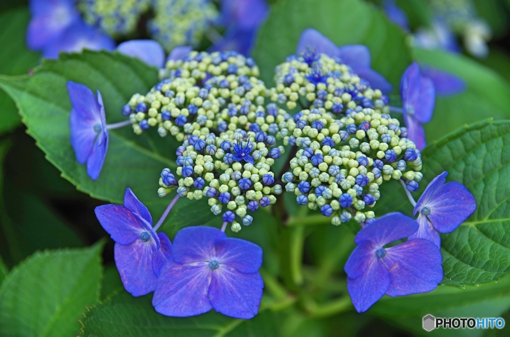 庭の花