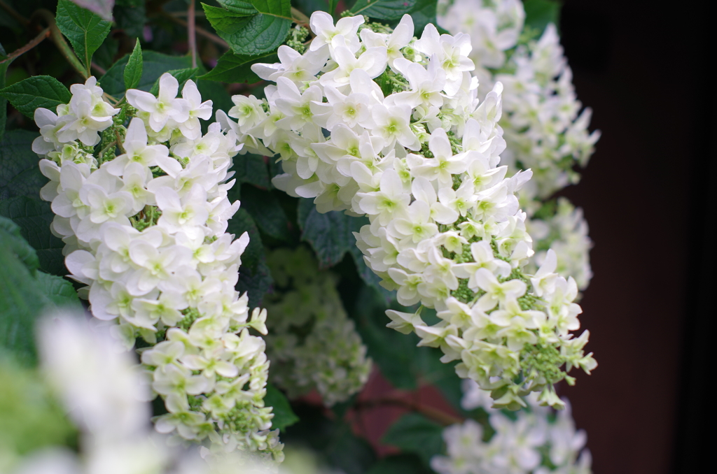 カシワバ　紫陽花