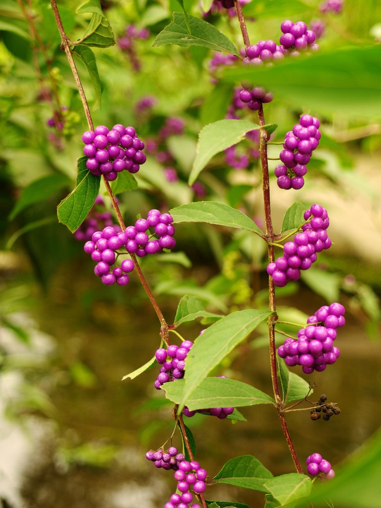 泉の森