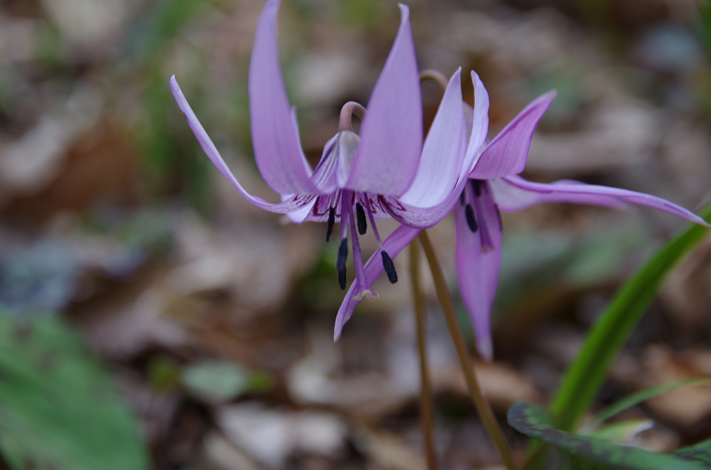 泉の森 春の色