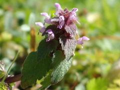 泉の森　ひめおどりこそう 