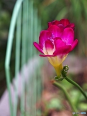庭の花