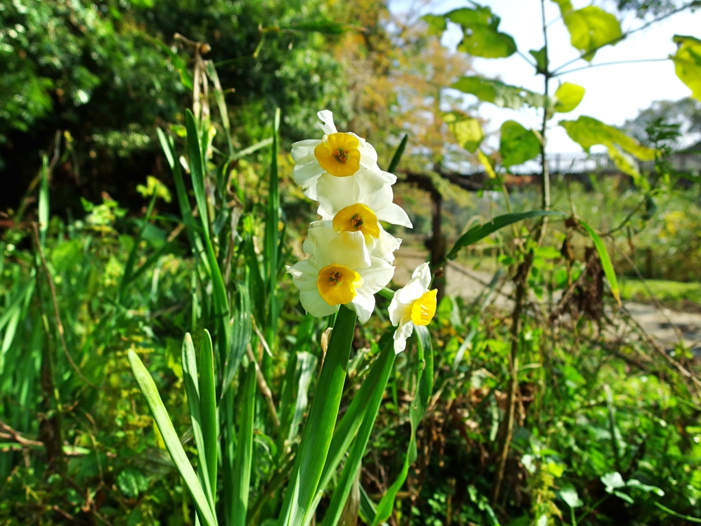 泉の森