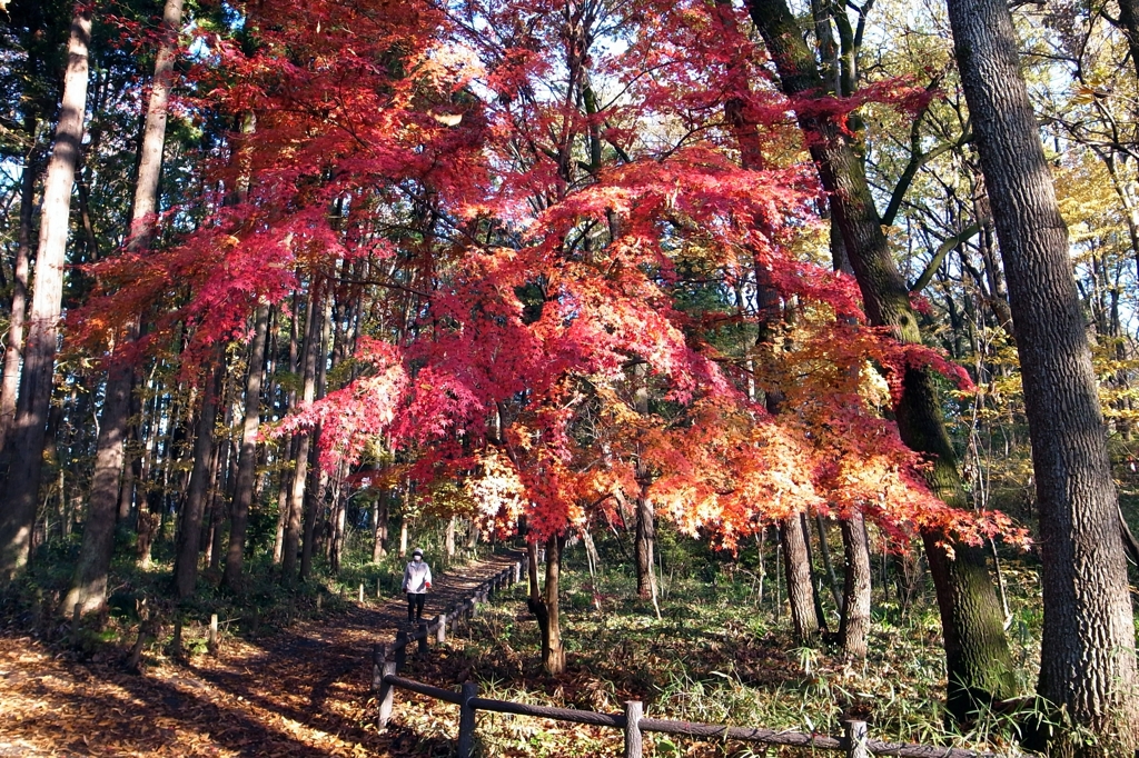 泉の森　散策Ⅱ