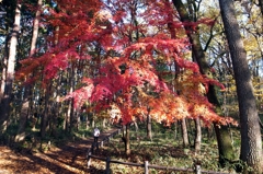 泉の森　散策Ⅱ