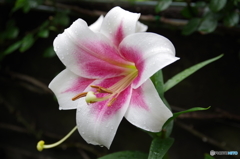 庭の花