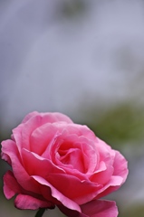 庭の花