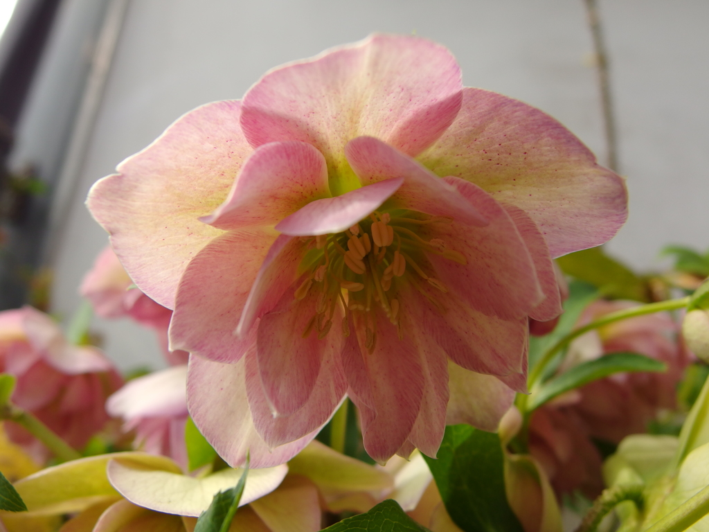 クリスマスローズ