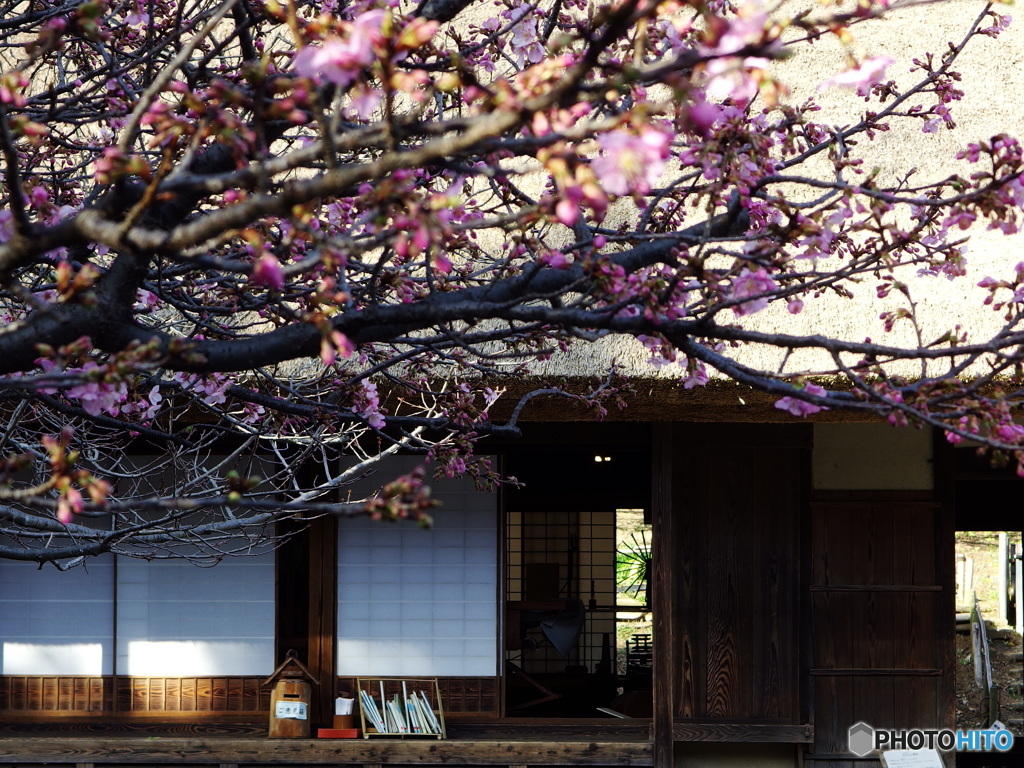 民家園　河津桜