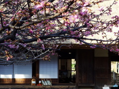 民家園　河津桜