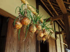 民家園　玉ねぎ