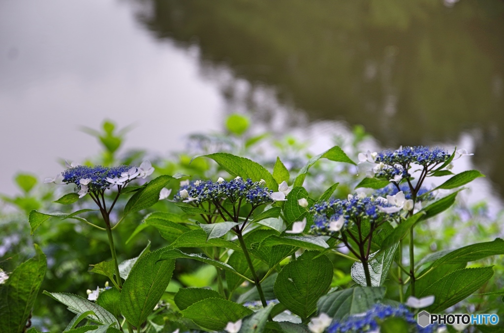 泉の森