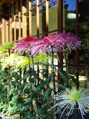 軒下の菊