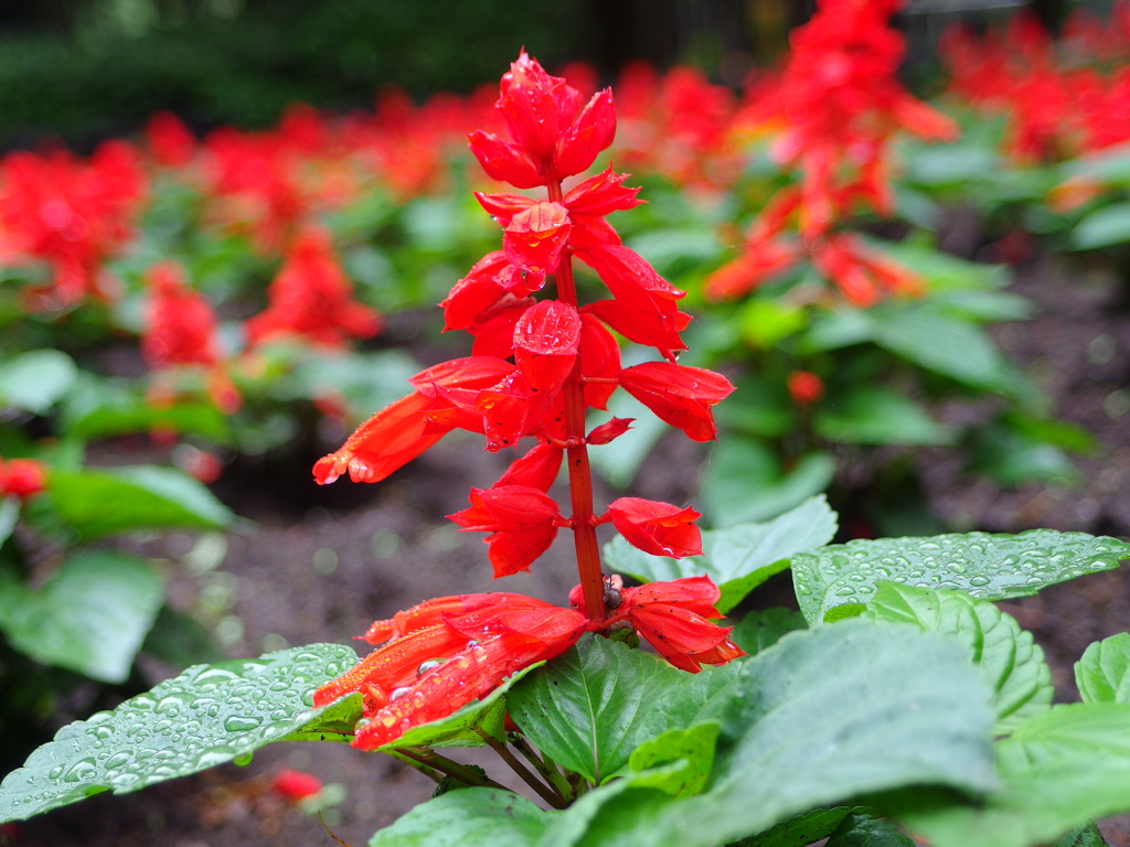 泉の森サルビア