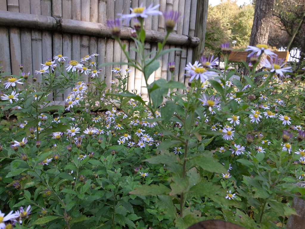 郷土民家園　野菊