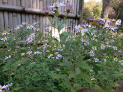 郷土民家園　野菊
