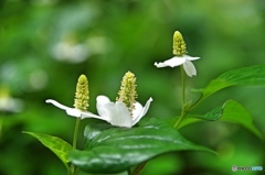 泉の森