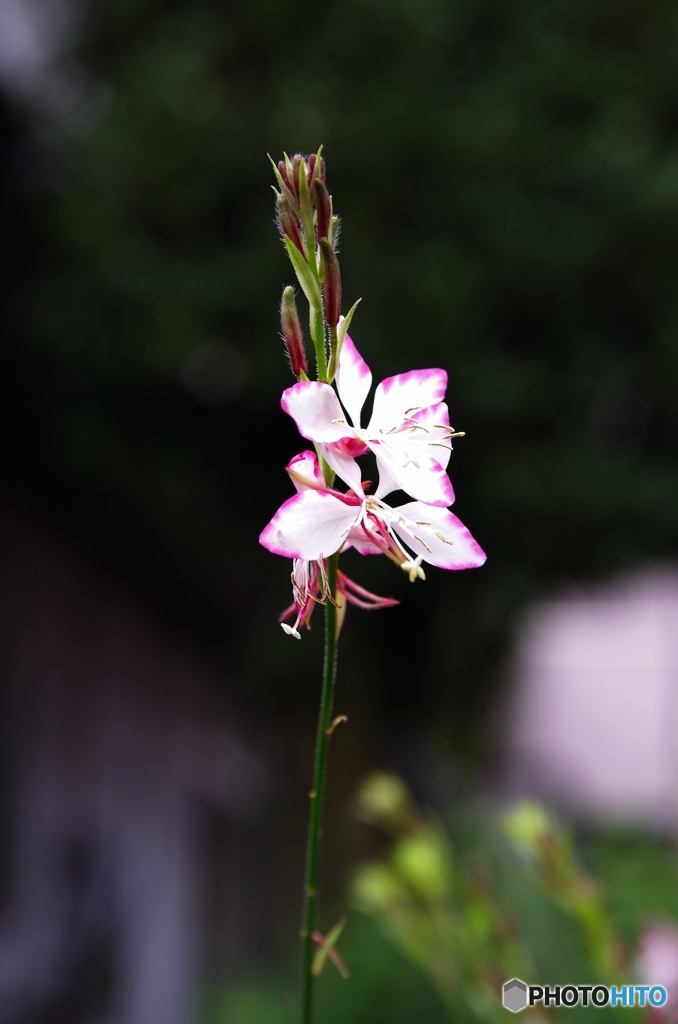 庭の花