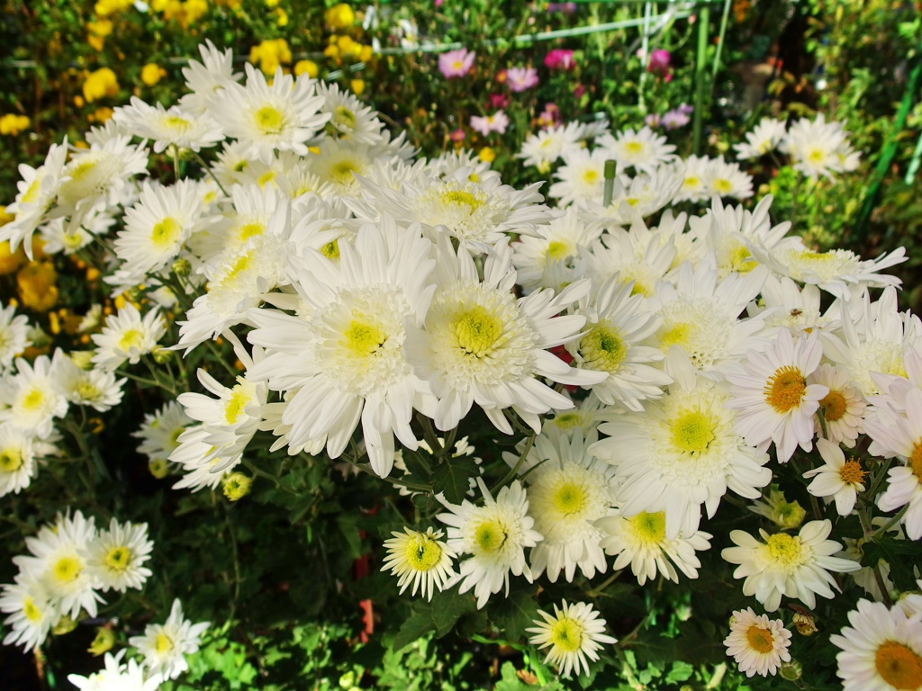庭の花