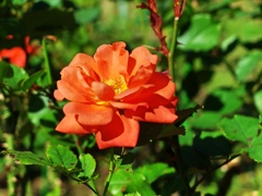 泉の森