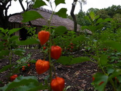 郷土民家園　ホオズキ