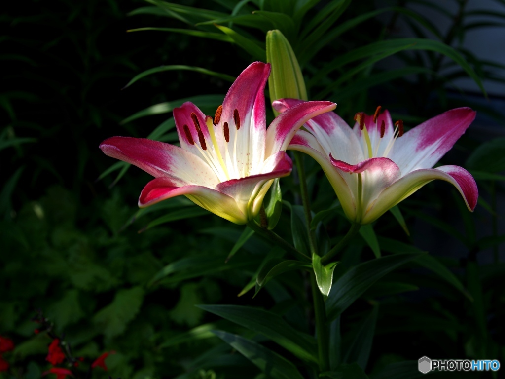庭の花