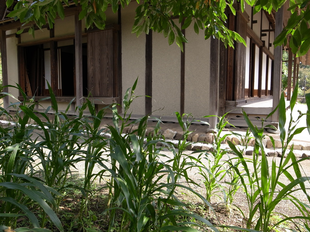 郷土民家園　じゅずだま