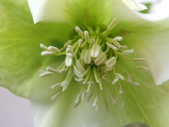 クリスマスローズ