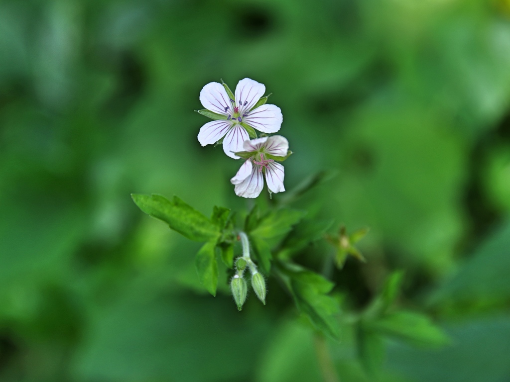 泉の森