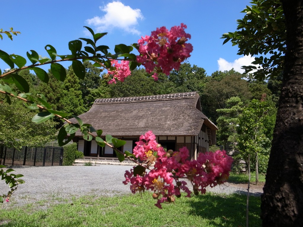 郷土民家園　さるすべりの花
