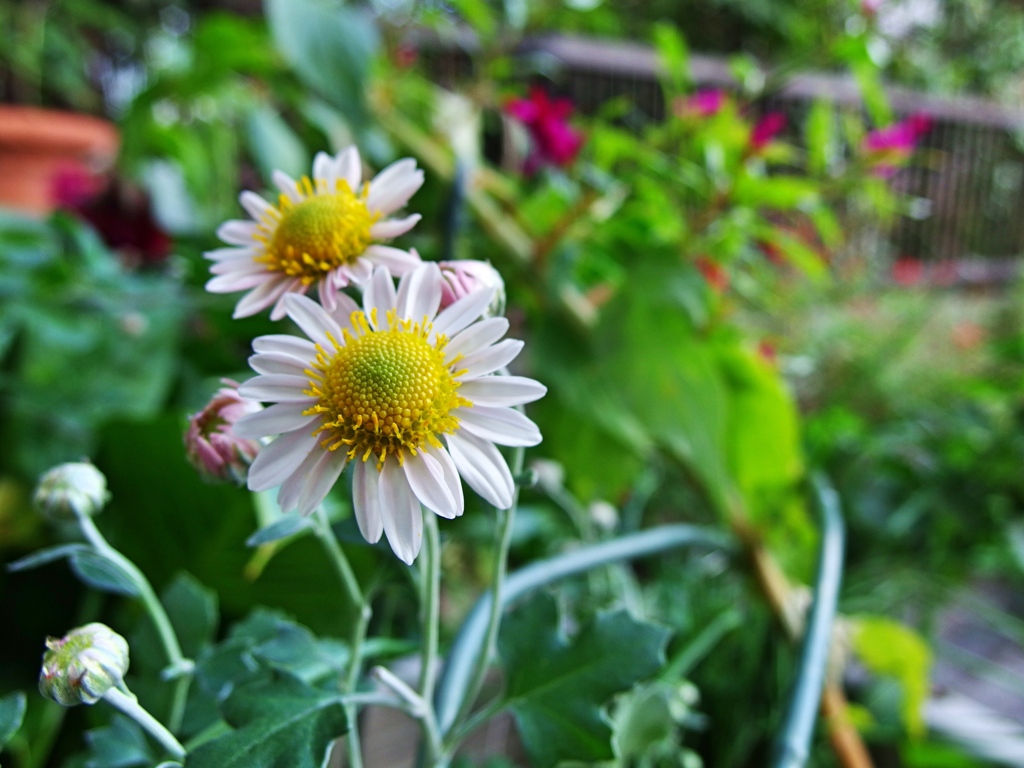 庭の花