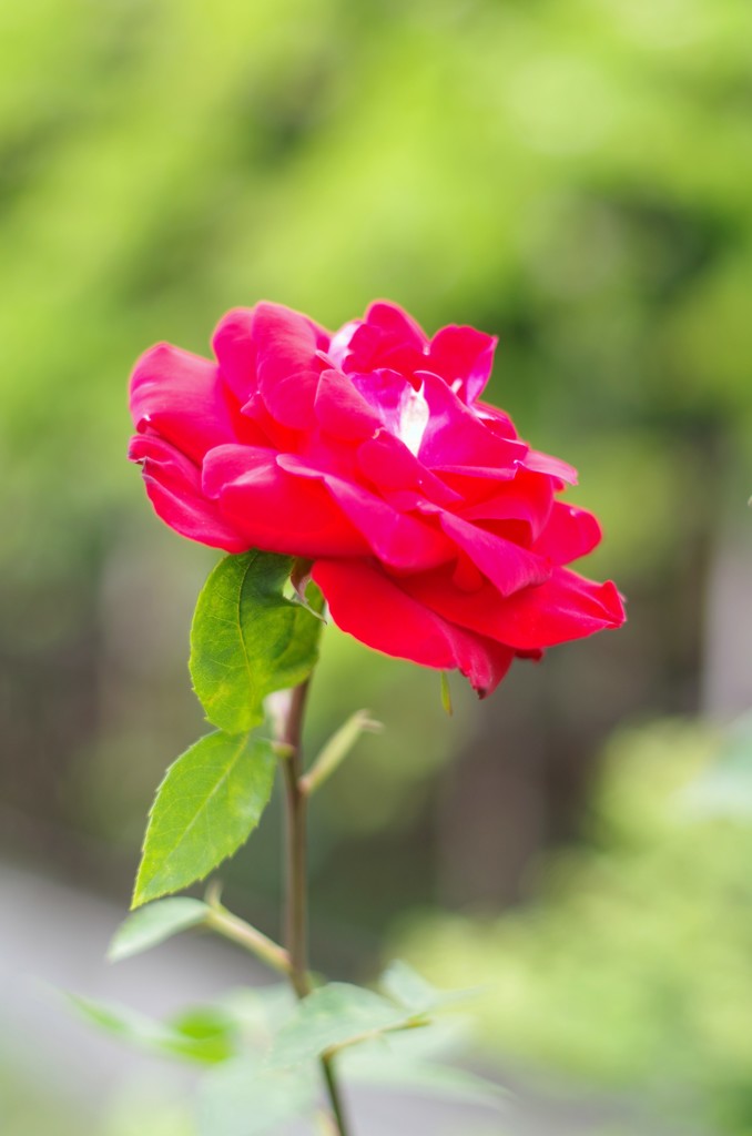 お気に入りのバラⅡ