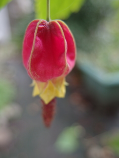 チロリアンランプ