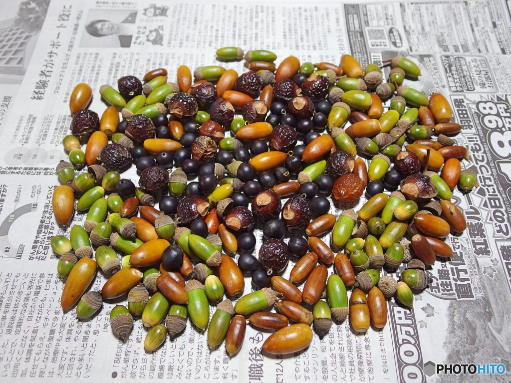 工作用　木の実