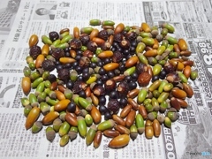 工作用　木の実