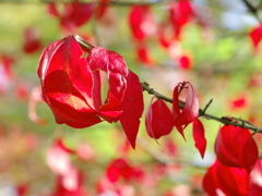 ニシキギ紅葉