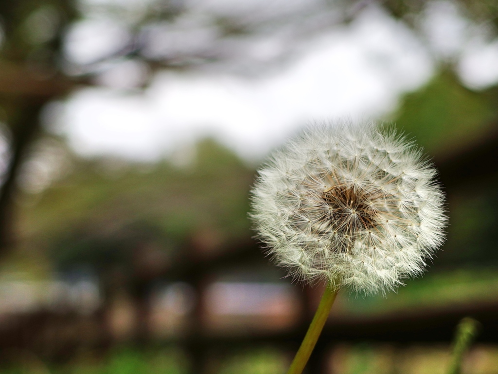 泉の森