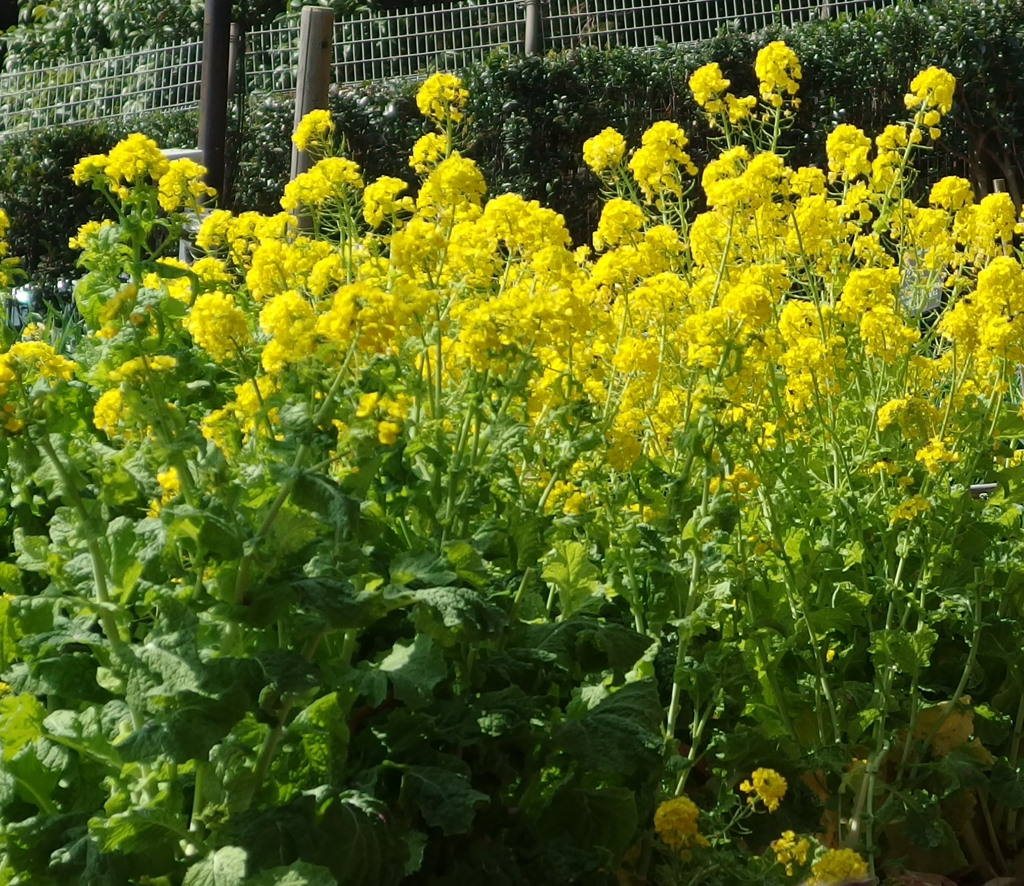民家園　菜の花