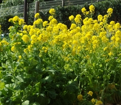 民家園　菜の花