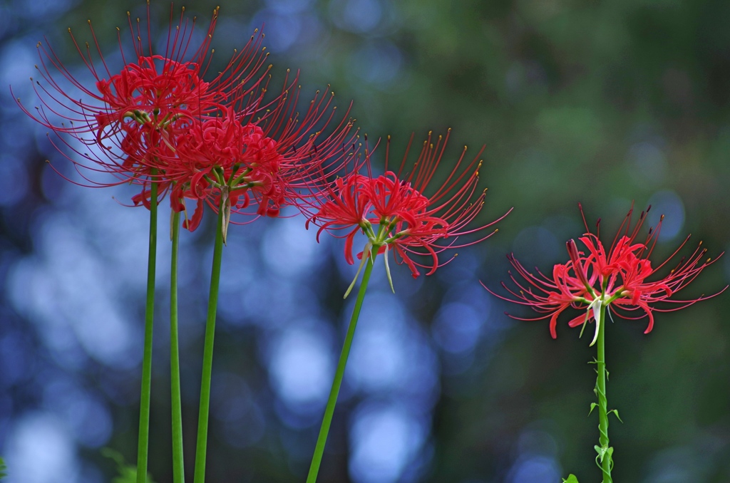 泉の森